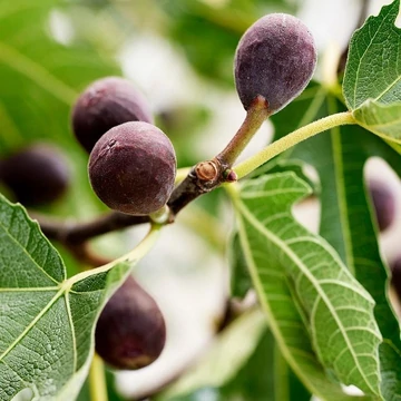 Ficus carica &#039;Little Miss Figgy&#039;® - Füge, balkon