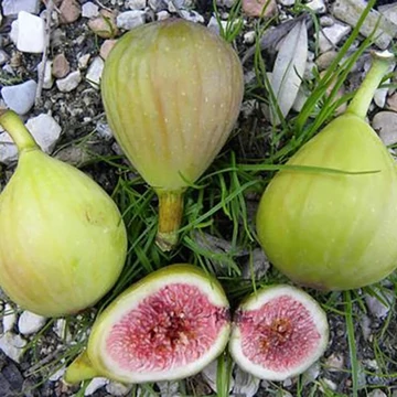 Ficus carica 'Verdino' - Füge