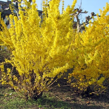 Forsythia x intermedia - Aranycserje