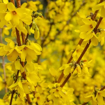Forsythia x intermedia &#039;Flojor&#039;/&#039;Minigold&#039; - Törpe aranycserje