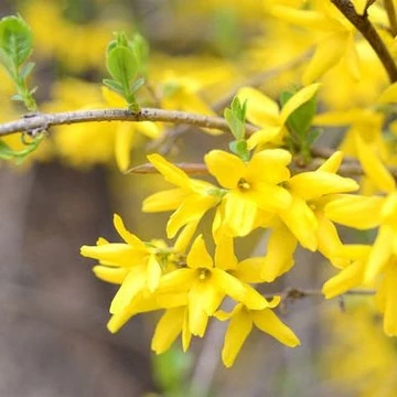 Forsythia intermedia &#039;Gold Zauber&#039; - Aranycserje