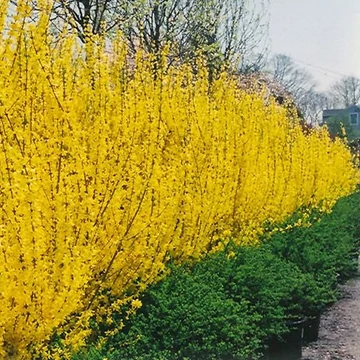 Forsythia x intermedia &#039;Lynwood Gold&#039; - Aranycserje