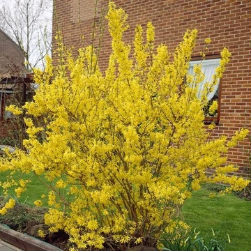Forsythia x intermedia &#039;Lynwood&#039; - Aranycserje