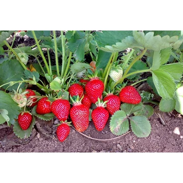 Fragaria 'Clery' - Eper palánta