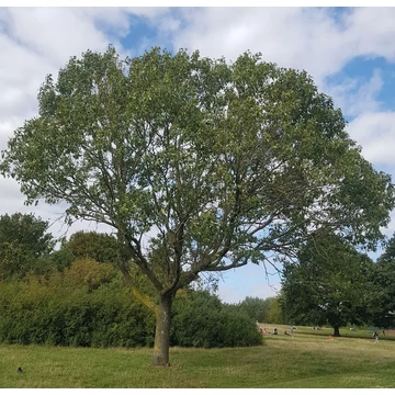 Fraxinus excelsior - Magas kőris
