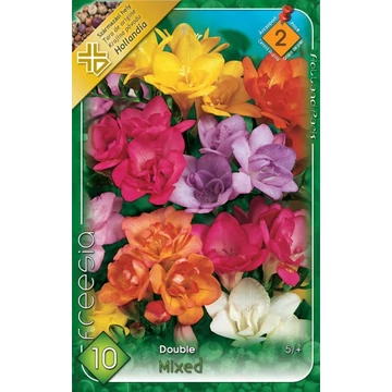 Freesia - Teltvirágú frézia, színkeverék