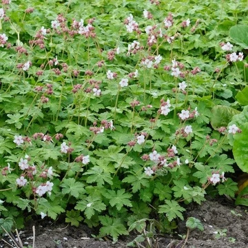 Geranium macrorrhizum 'Spessart' – Illatos gólyaorr
