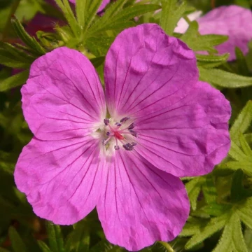 Geranium sanguineum - Piros gólyaorr
