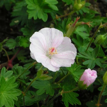 Geranium sanguineum 'Apfelblüte' - Alacsony gólyaorr