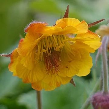 Geum 'Golden Joy' – Gyömbérgyökér