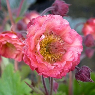 Geum 'Pink Petticoats' – Gyömbérgyökér