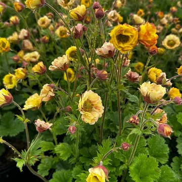 Geum 'Tempo Yellow' – Gyömbérgyökér