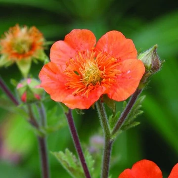 Geum coccineum 'Tosai' - Gyömbérgyökér