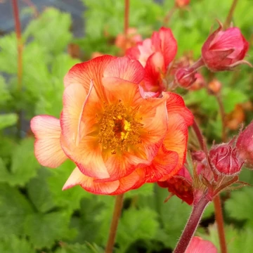 Geum 'Mango Lassi' - Gyömbérgyökér