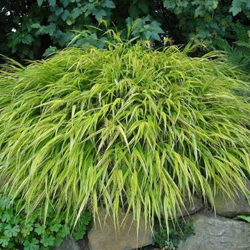 Hakonechloa macra 'Aureola' - Szálkafű