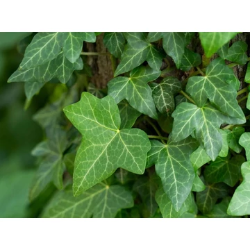 Hedera helix - Közönséges borostyán
