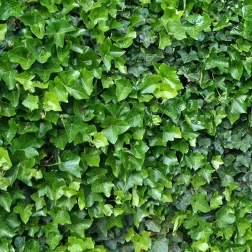 Hedera hibernica, syn.: Hedera helix var. Hibernica - Ír borostyán