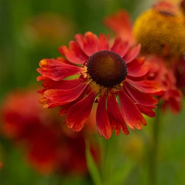 Helenium 'Moerheim Beauty' – Őszi napfényvirág