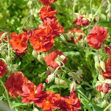 Helianthemum 'Amabile Plenum' - Napvirág