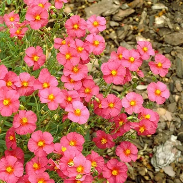 Helianthemum 'Ben Hope' - Napvirág