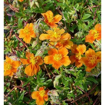 Helianthemum 'Bronzeteppich' - Napvirág