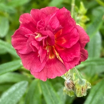 Helianthemum 'Cerise Queen' - Napvirág