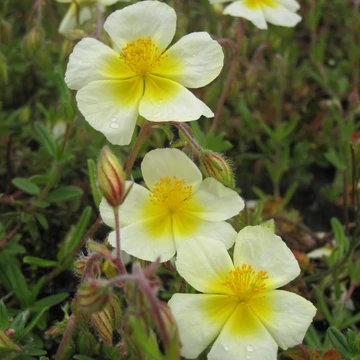 Helianthemum 'Elfenbeinglanz' - Napvirág