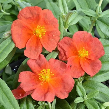 Helianthemum 'Fire Dragon' - Napvirág
