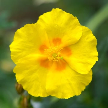 Helianthemum 'Golden Queen' - Napvirág