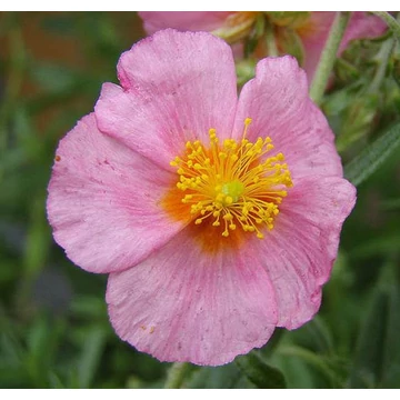 Helianthemum 'Lawrenson's Pink' - Napvirág