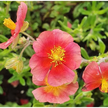 Helianthemum 'Mette' - Napvirág