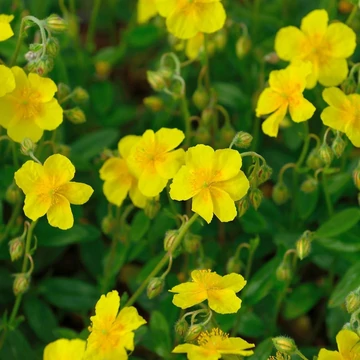 Helianthemum 'Sterntaler' - Napvirág