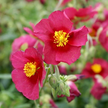 Helianthemum 'Supreme' – Napvirág