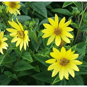 Helianthus 'Lemon Queen' - Napraforgó
