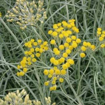 Helichrysum italicum - Olasz szalmagyopár, curryfű