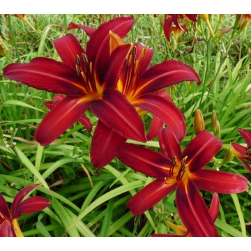 Hemerocallis 'Crimson Pirate' - Sásliliom