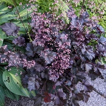 Heuchera 'Dark Secret' – Tűzeső