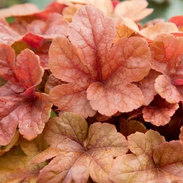 Heucherella x 'Buttered Rum' – Turbáncső