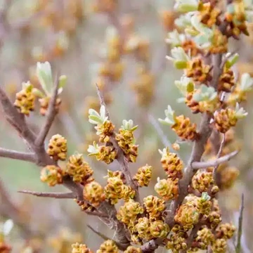Hippophae rhamnoides - Homoktövis, porzós