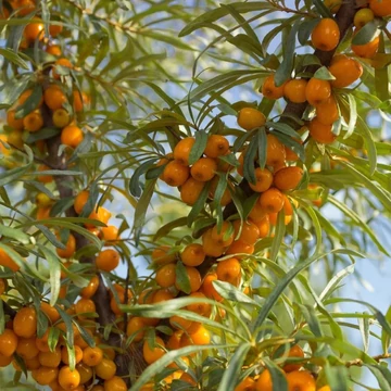 Hippophae rhamnoides 'Hergo' - Homoktövis, termős