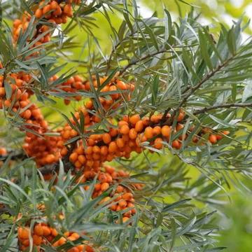 Hippophae rhamnoides &#039;Leikora&#039; - Homoktövis, termős