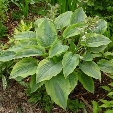 Hosta 'Alvatine Taylor' – Árnyékliliom