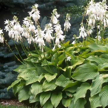 Hosta 'Royal Standard' – Árnyékliliom