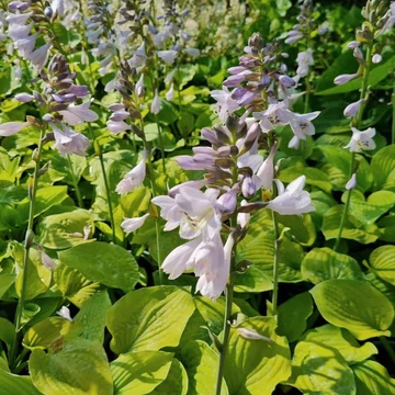 Hosta 'August Moon' - Árnyékliliom