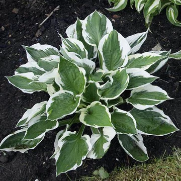 Hosta 'Patriot' - Árnyékliliom