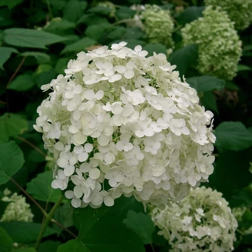 Hydrangea arborescens &#039;Annabelle&#039; - Cserjés hortenzia