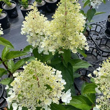 Hydrangea paniculata 'Candlelight' - Bugás hortenzia