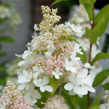 Hydrangea paniculata &#039;Confetti&#039; - Bugás hortenzia