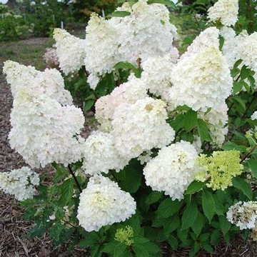 Hydrangea paniculata 'Diamantino' - Bugás hortenzia