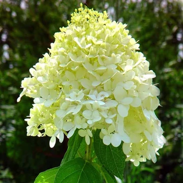 Hydrangea paniculata 'Limelight'® - Bugás hortenzia
